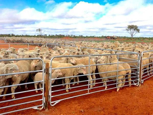 Sheep/Goat Corral Panels