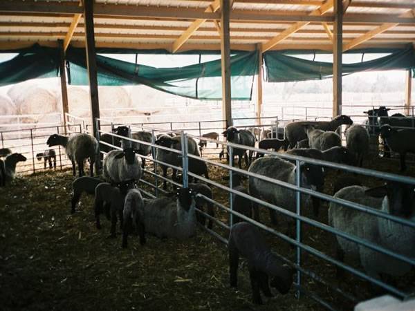 Sheep/Goat Corral Panels